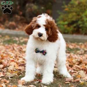 Austin, Cavapoo Puppy